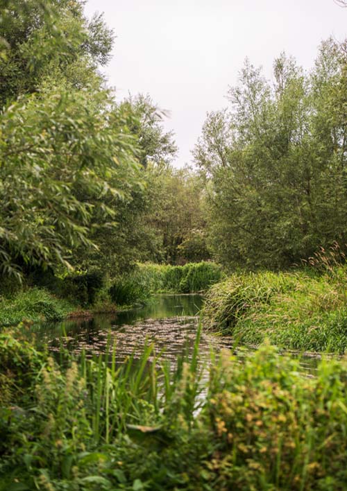 PIRP-report-web-image-500x708px